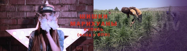 прущие грибы Вязники